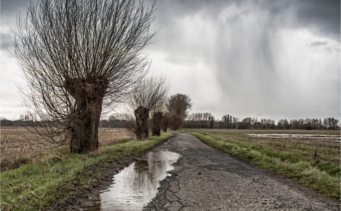 Cracked pathway with a puddle in the middle of a green field surrounded by bare trees